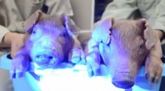 Може поросяти світяться?